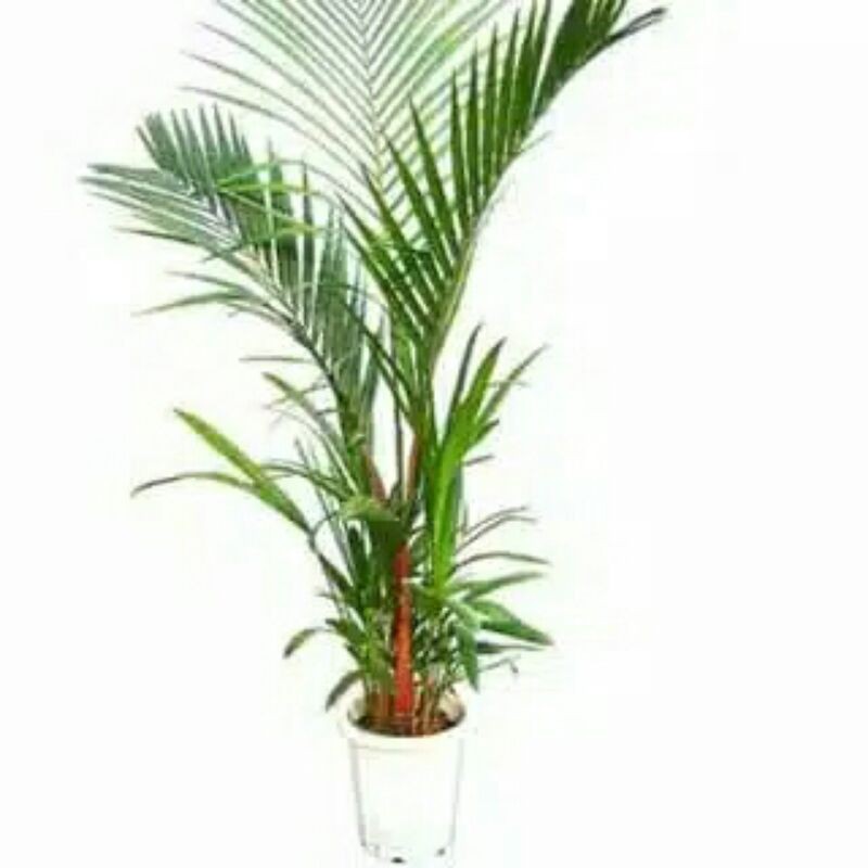 bibit pohon palem merah/ palem lipstik