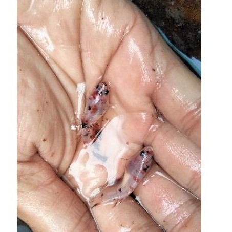 READYBARUU,, IKAN CUPANG MURAH FEMALE PLAKAT FANCY KOI