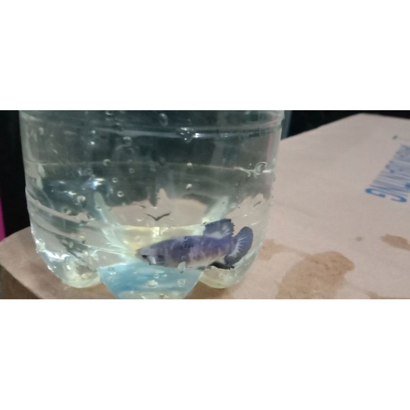 ikan Hias cupang blue rim grade A+++