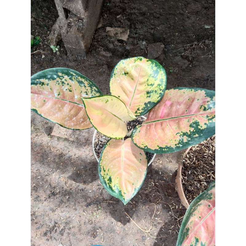 Aglonema sultan brunai dewasa