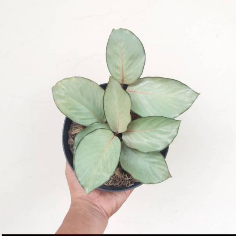 Calathea Silver - Tanaman hias calathea Silver