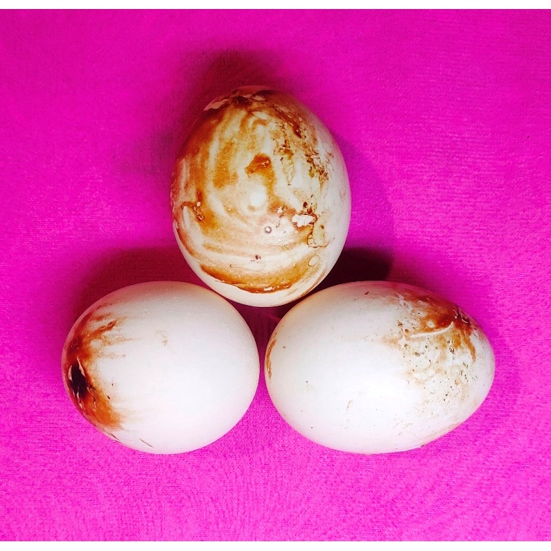 

Telur Ayam Tembean, Perdana Telur Ayam