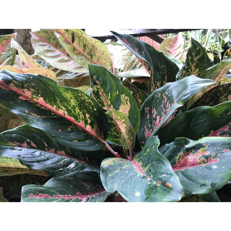 aglonema Kocin camelon