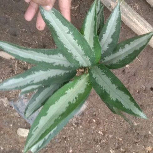 aglaonema hawai, sri rejeki