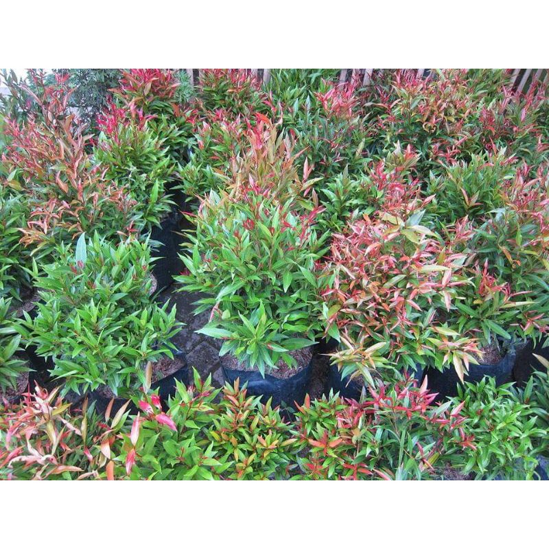 pucuk merah ukuran kecil