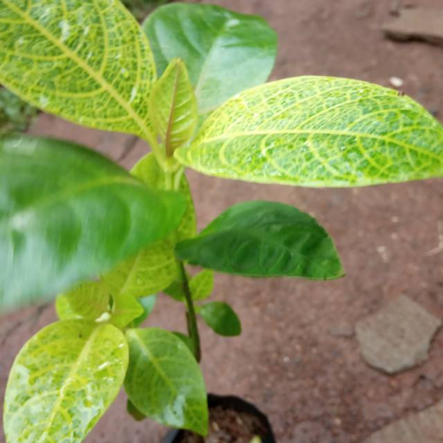 

Melati jepang