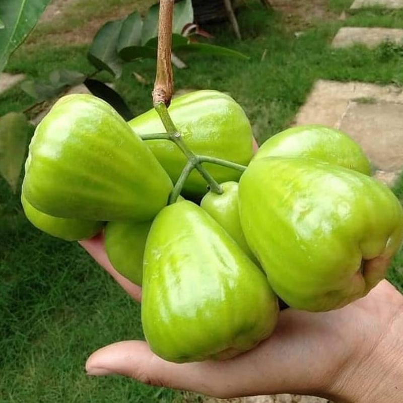 Bibit jambu air madu dely hijau