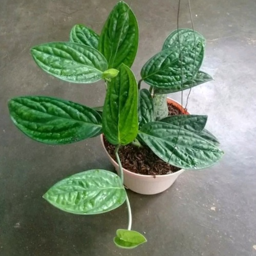 Sirih Badak Tanaman Hias Sirih Badak Sehat Murah dan Terawat