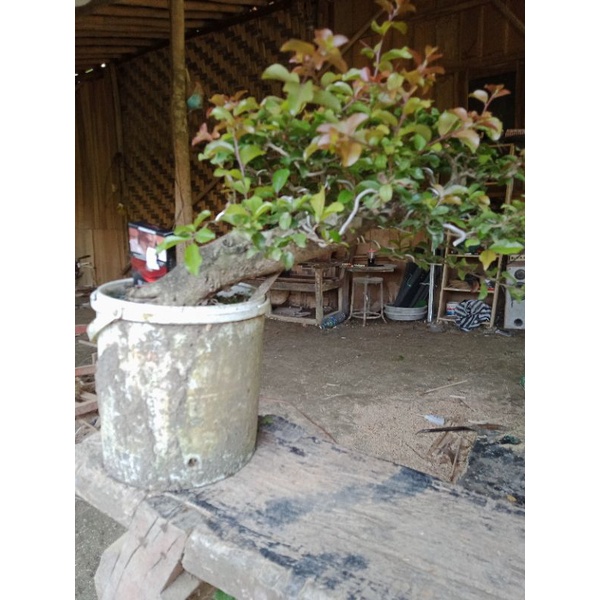 bonsai rukem pupus merah