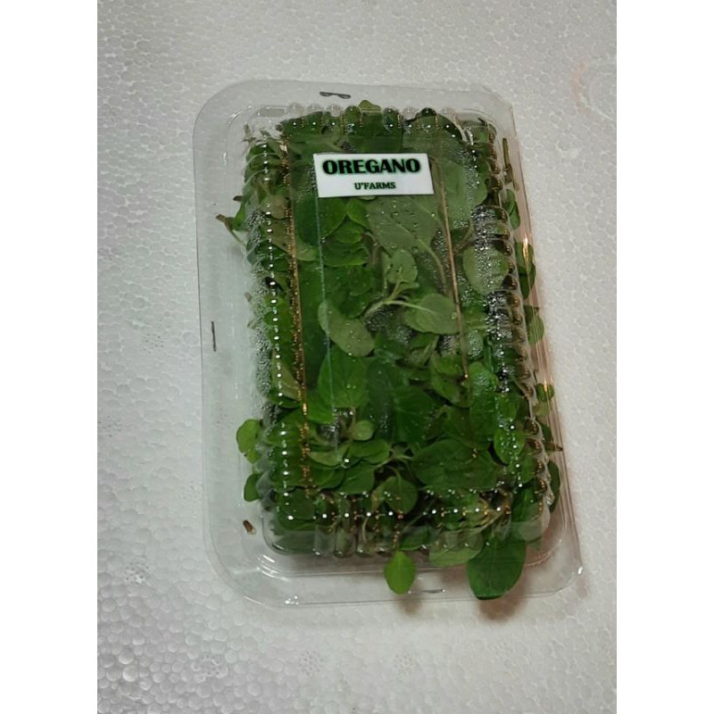 oregano fresh 25 gram per pack