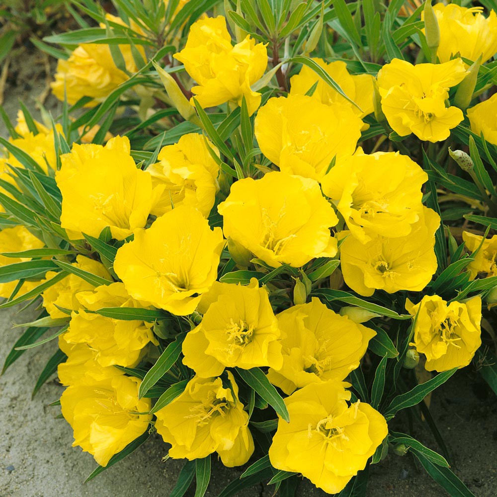 Benih Bibit Biji - Bunga Common Evening Primrose Herb Edible Flower Seeds - IMPORT - Meringankan Eksim, Menyembuhkan Jerawat, Kecantikan Kulit Alami