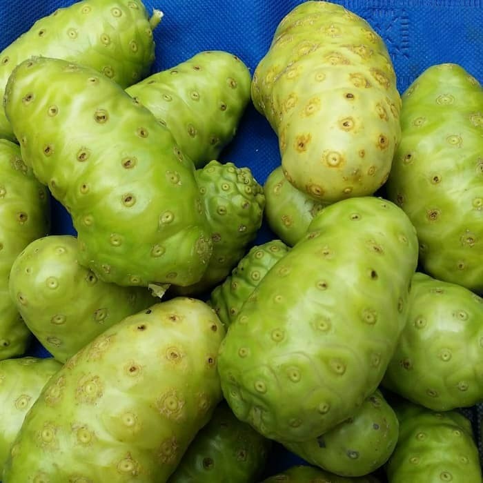 

Buah mengkudu segar 500Gram