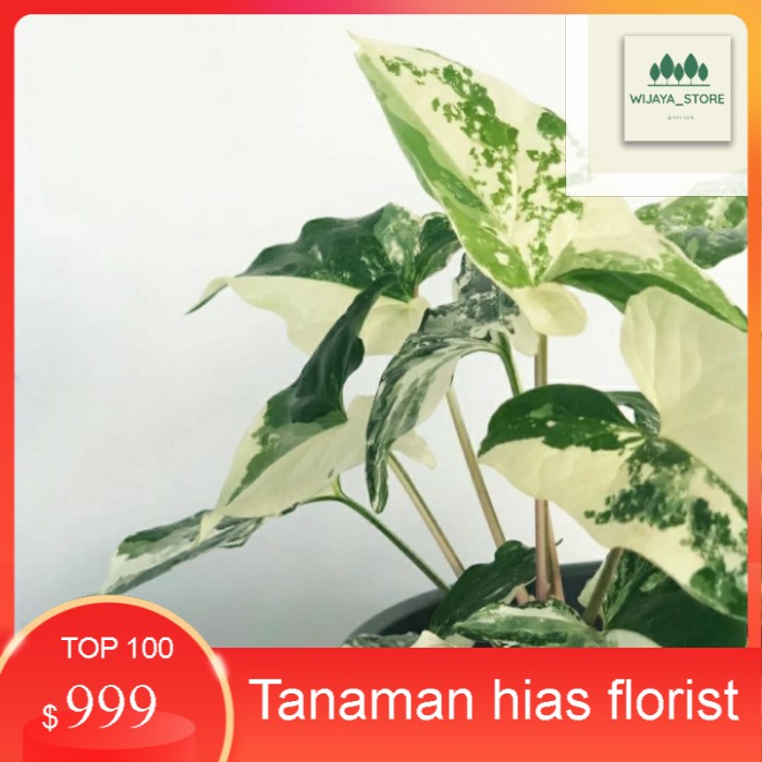 tanaman hias syingonium varigata - syingonium albow