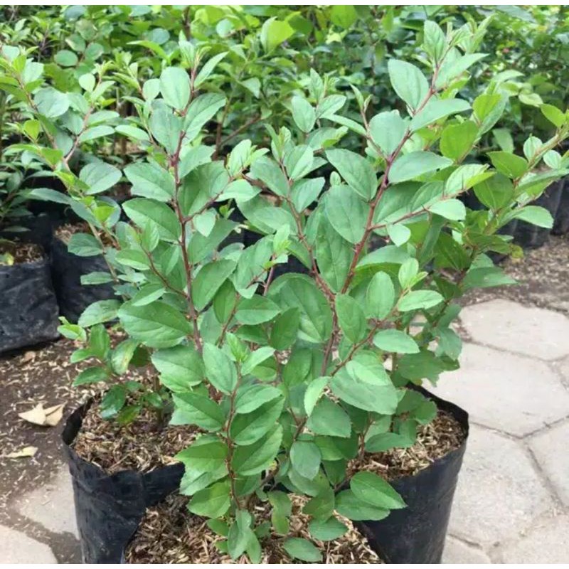 bibit pohon bidara arab / Bibit Bidara arab