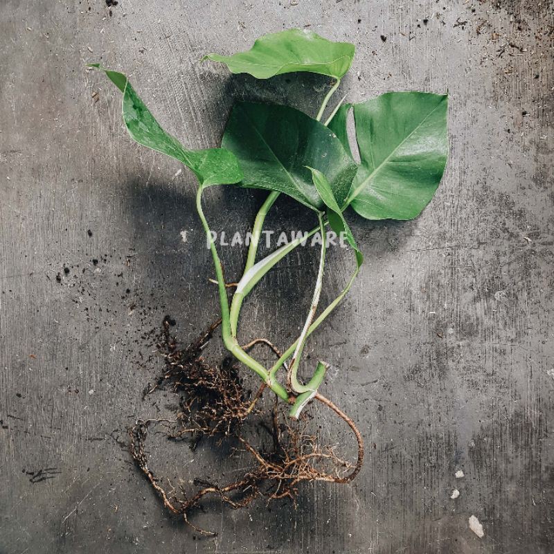 Monstera Variegata / Monvar Ekonomis D - Indukan Full White & Halfmoon