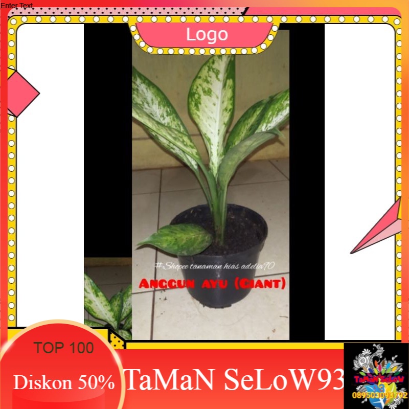 tanaman hias anggun ayu besar