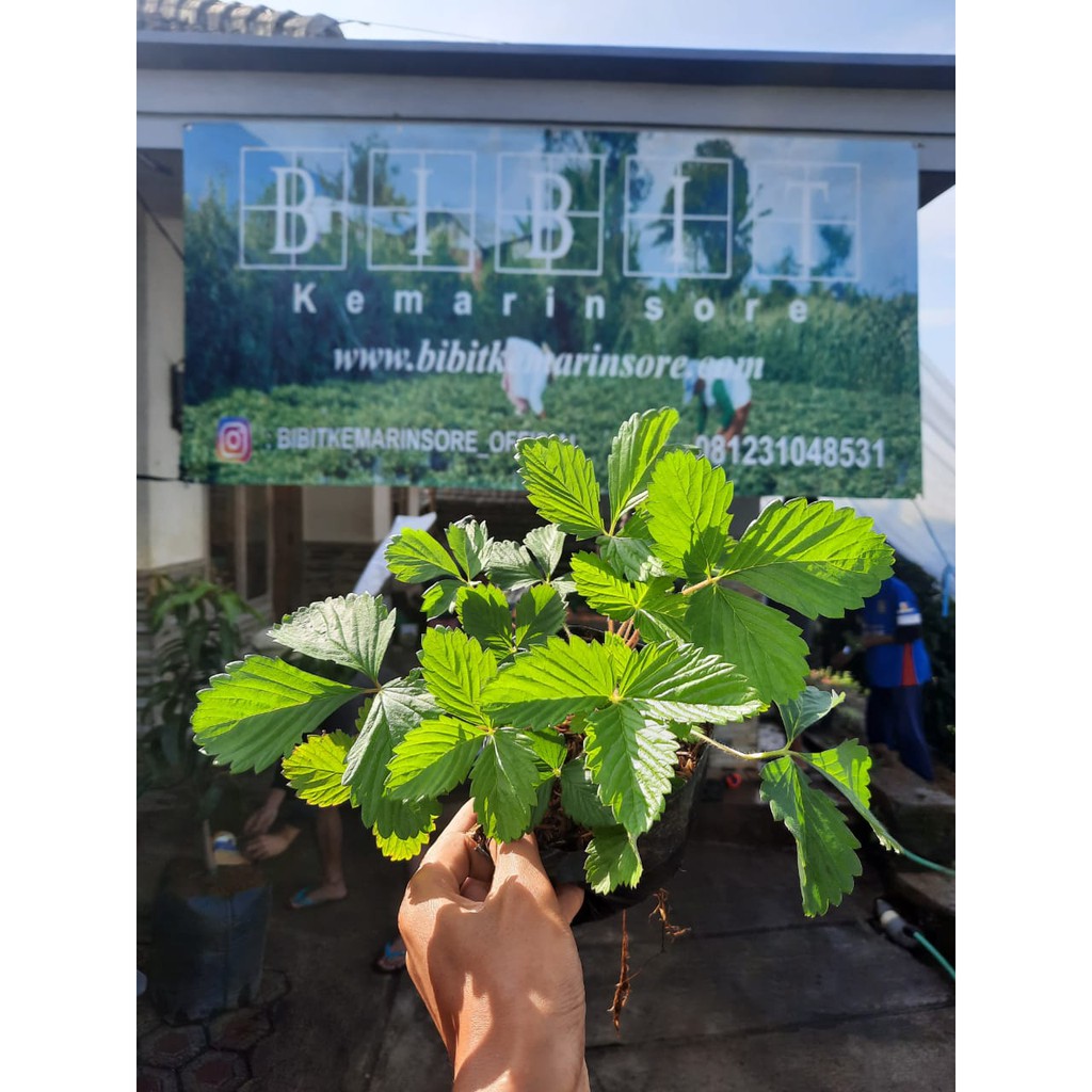 Bibit Tanaman Strawberry Alpine Golden Strawberry Alexandaria (sudah berbuah)