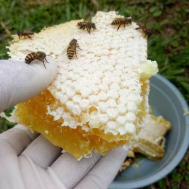 

Madu segar, madu sarang, madualami, madu sarang alami , honey comb, madu original, madu masih sarang