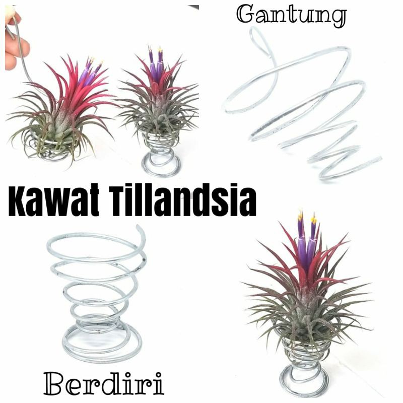 Kawat Tilandsia