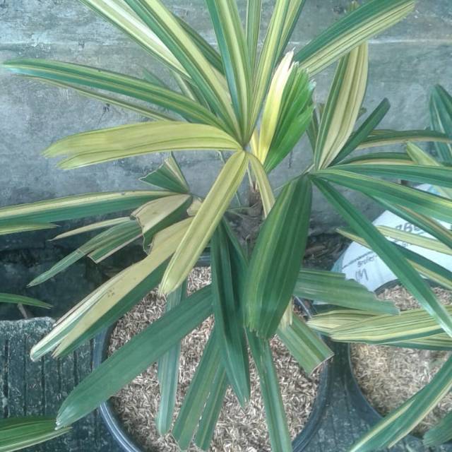Tanaman hias palem regu varigata - palm regu varigata