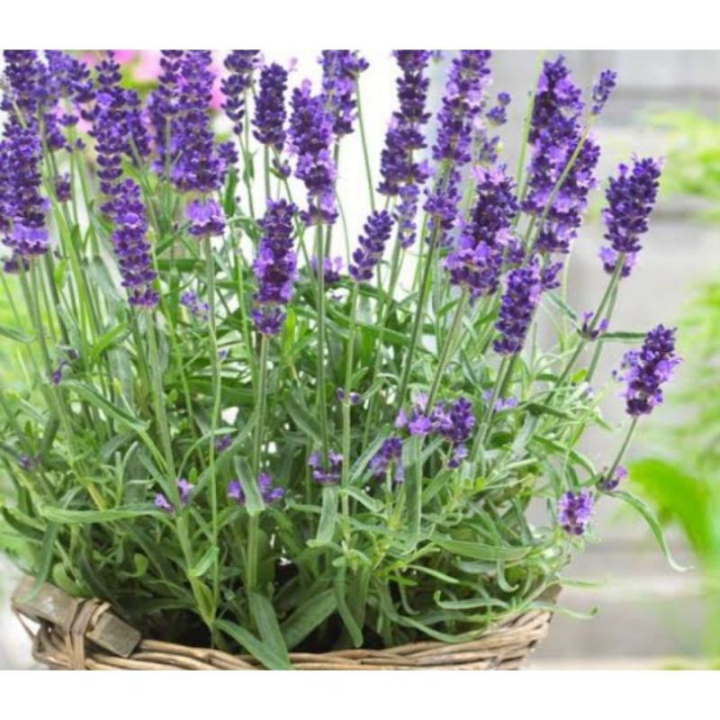 Bibit bunga lavender