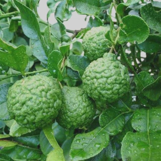 

Daun JERUK / Daun Jeruk Purut / Alami 100% tanpa pestisida