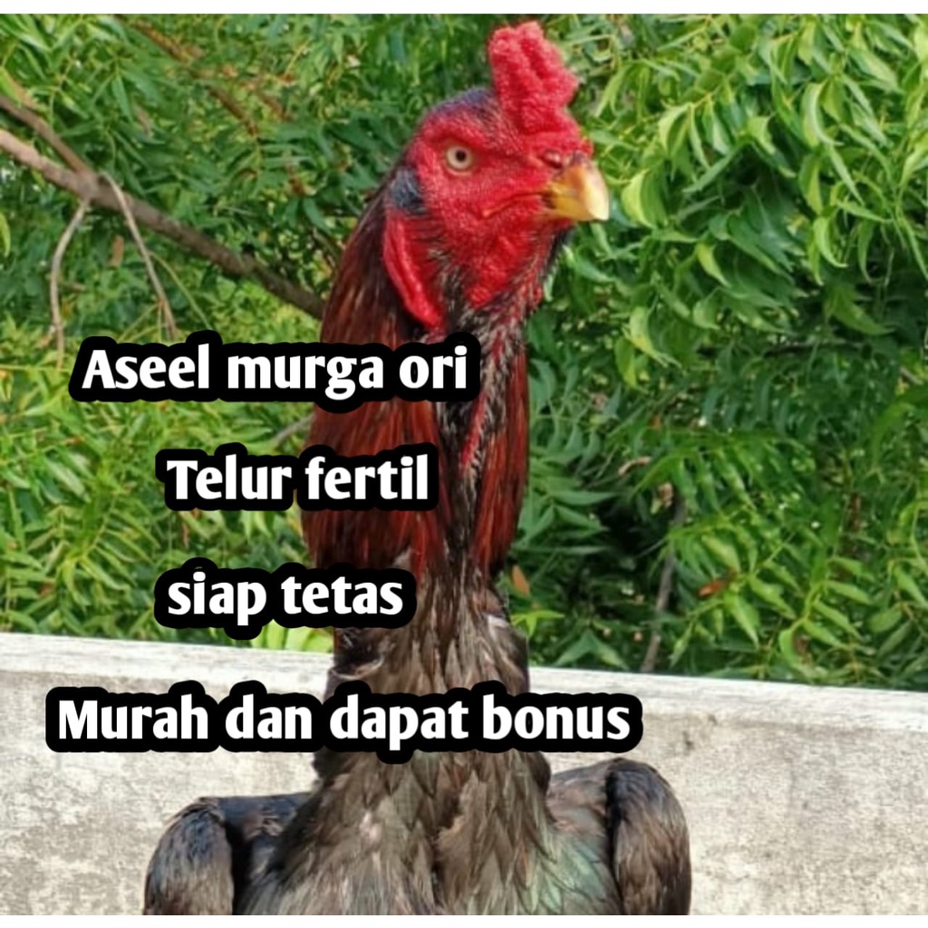 telur ayam bangkok aseel murga original