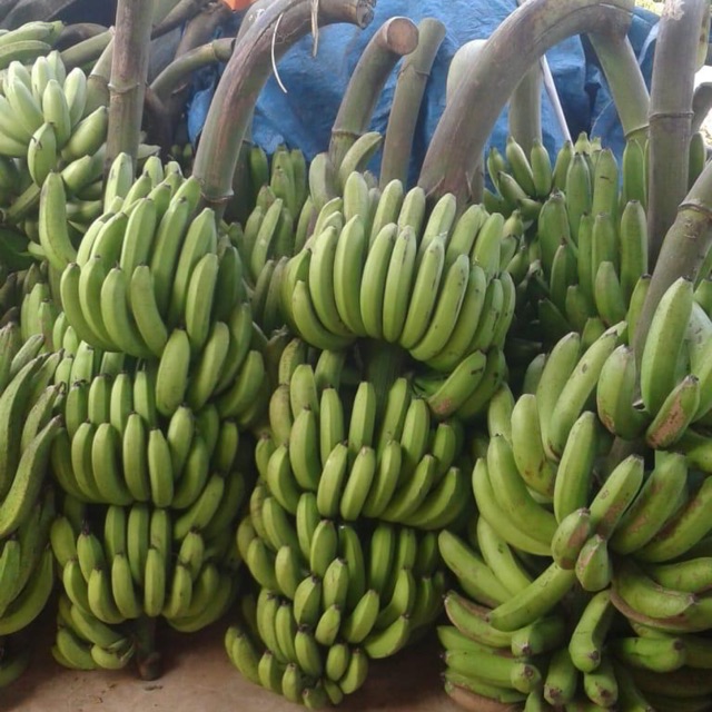 

Pisang hijau