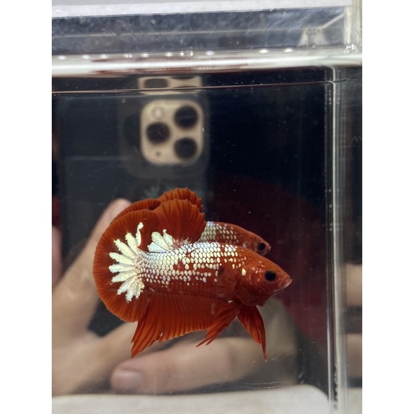 Cupang fccp line Vietnam top grade FCCP24