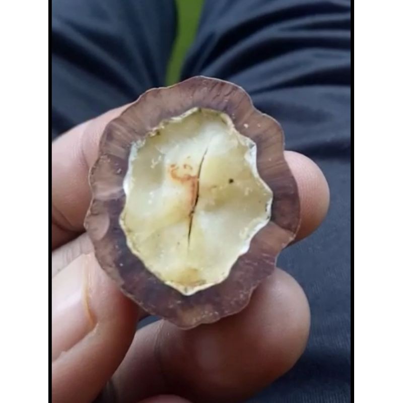 Muncang Adu Anak Mayit Domba Full Tua