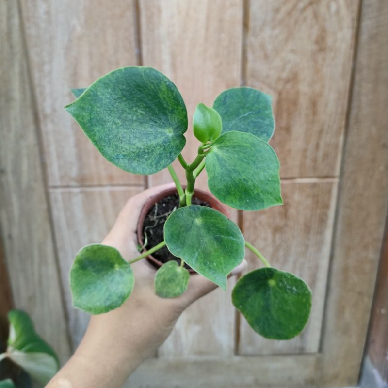 Tanaman Hias Peperomia Raindrop Variegata