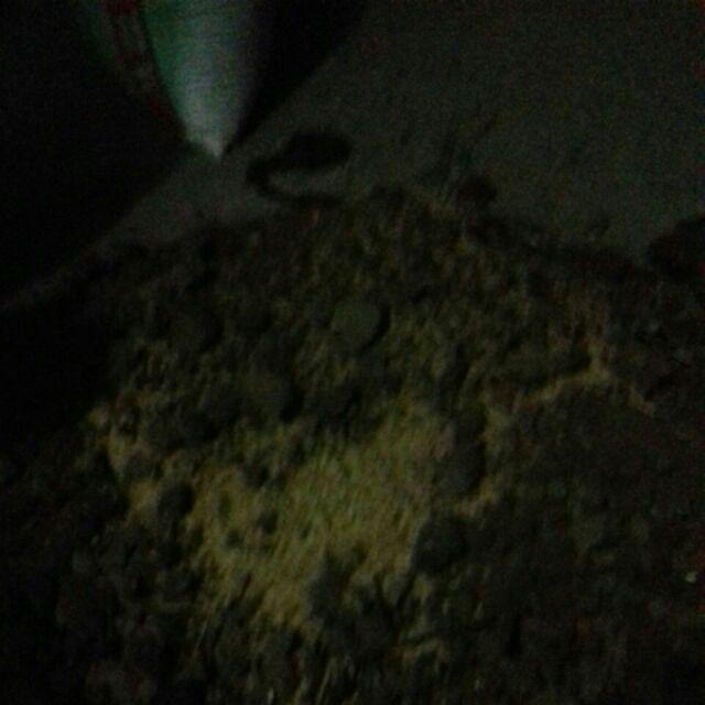 Grosir Bibit Bidara Harga Murah Minimal 50 Pcs