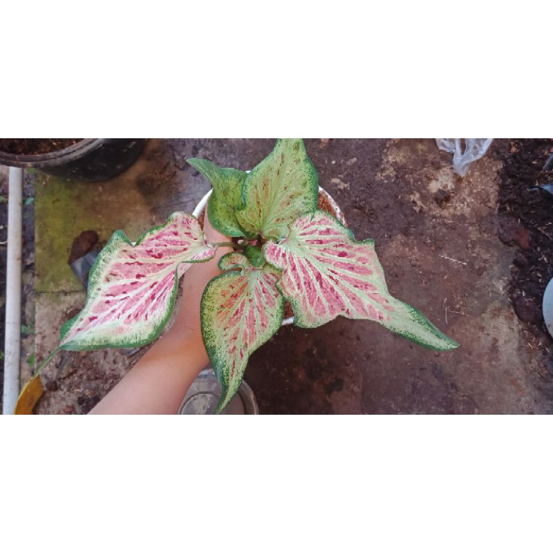 keladi pink ratana/ keladi semangka