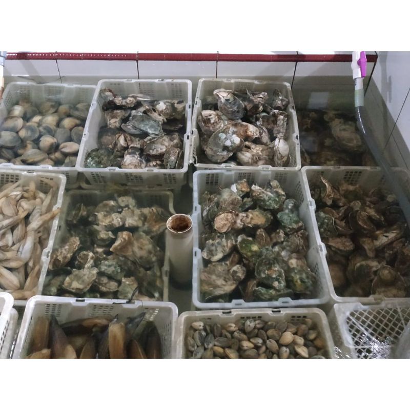 Kerang Tiram / Oyster Hidup asli laut