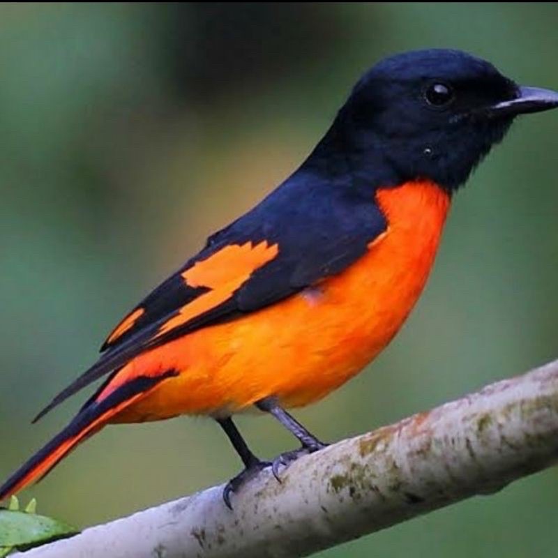 BURUNG MANTENAN BESAR JANTAN