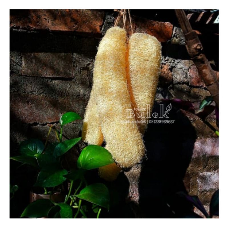 Tree Am Pm Loofah Oyong Gambas Kering Spons Organik