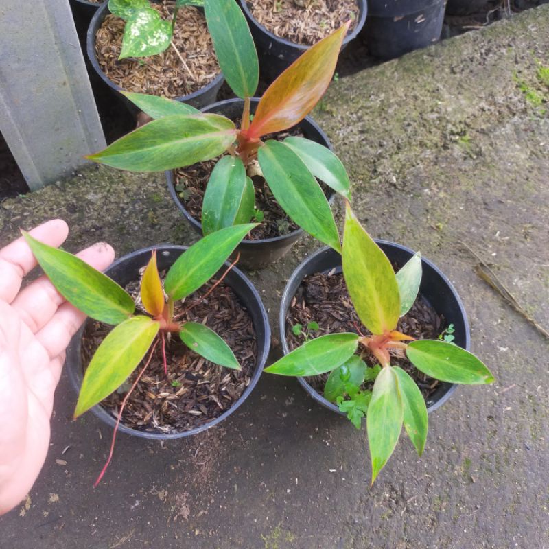 philodendron orange marmalande/ tricolor