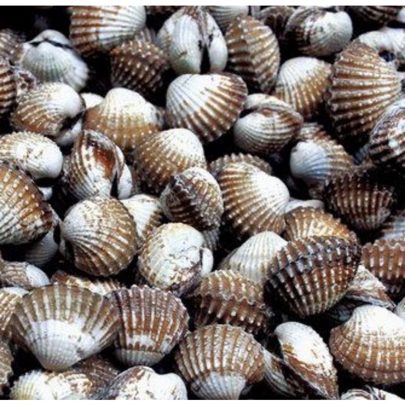 

kerang dara fresh 1kg