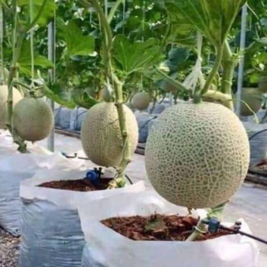 Bagus Bibit biji buah melon madu merah manis