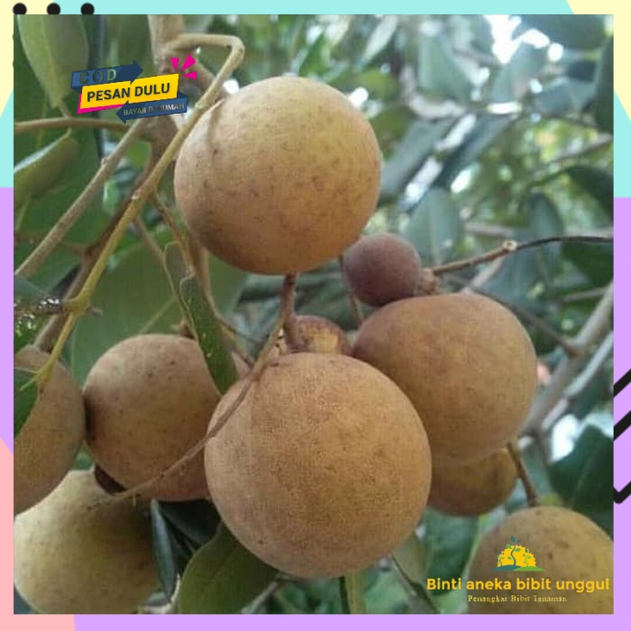 paket 3 bibit kelengkeng giant