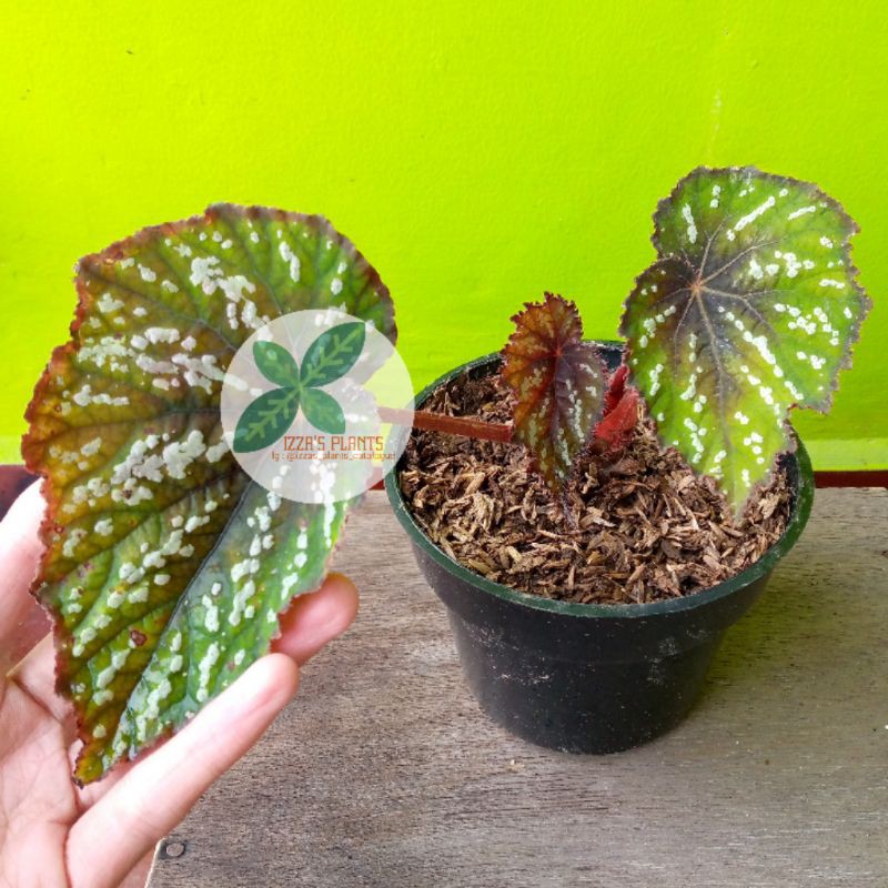 Begonia Rex Kit Kat Shopee Indonesia