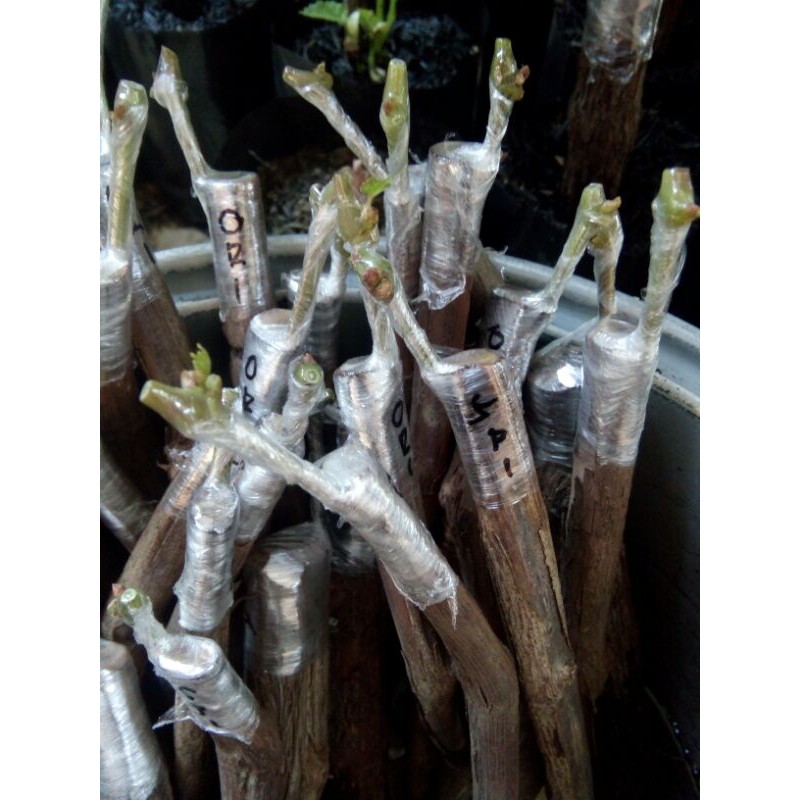 Paket 5 Cutting Grafting Anggur import