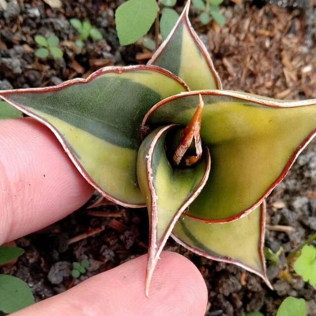 Sansivera pinguicula/sansevieria pinguin
