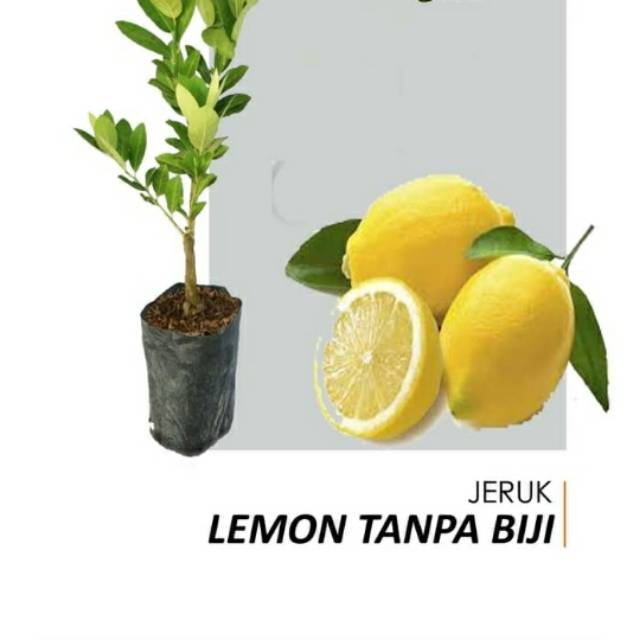 bibit jeruk lemon tanpa biji