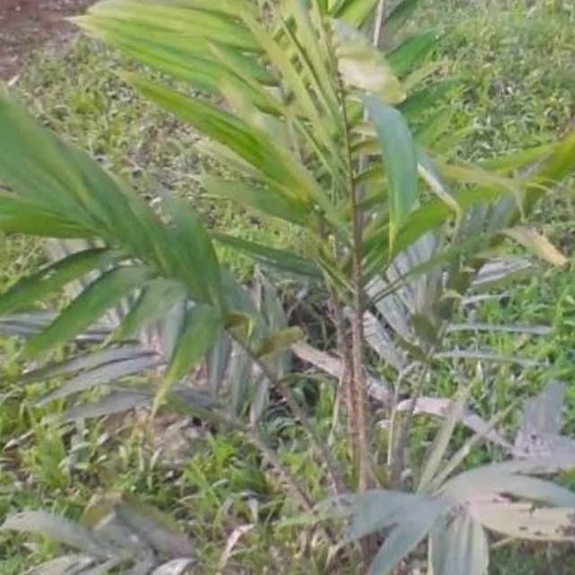 

Daun salak fresh 300 gram