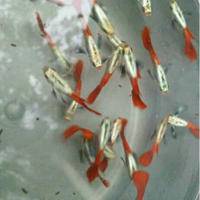 Ikan Guppy Platinum Red Tail 1 jantan 2 betina