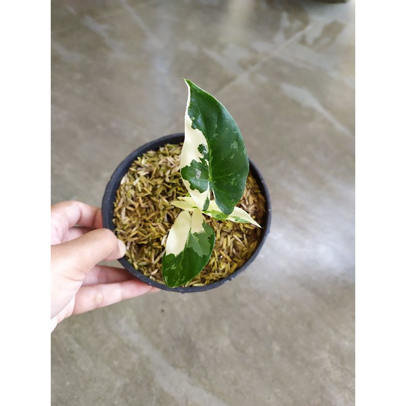 Tanaman Alocasia Macrorrhiza variegata | Sente Varigata