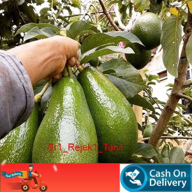 Bibit apukat aligator