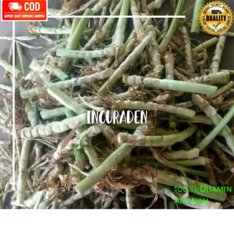 BENIH RUMPUT ODOT 1KG