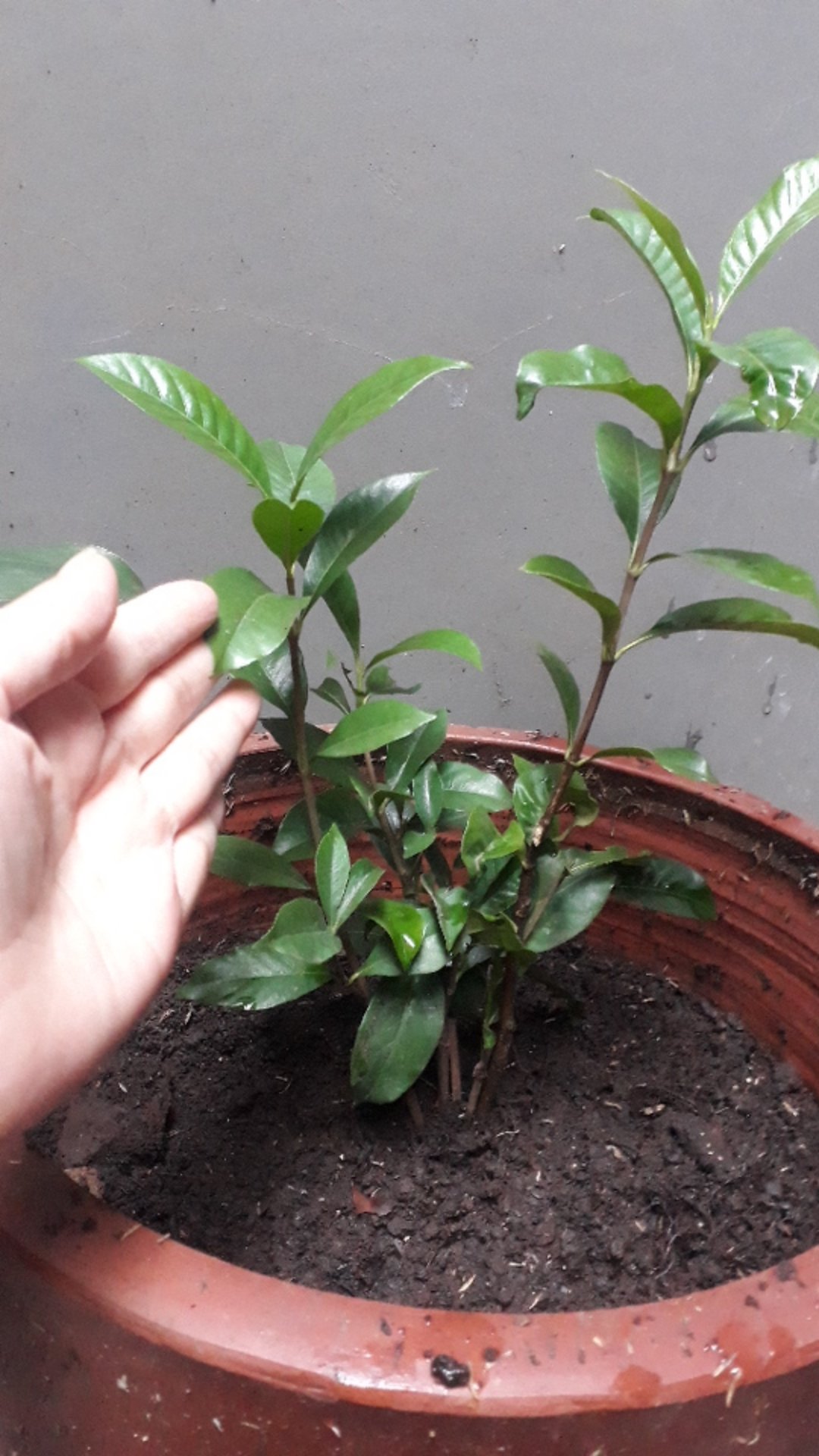 Tanaman Bunga Melati Kaca Piring Bunga Besar Wangi Pecah Piring